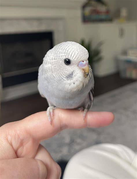Mother attacking fledged baby budgie: : r/budgies