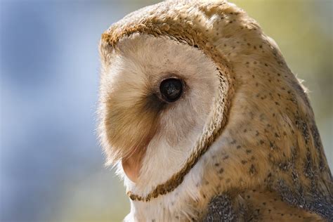 Barn Owl Eyes Close Up