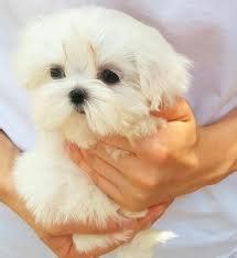Maltese Korean bloodline – Dogs Jelena Dog Shows