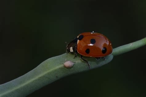 ladybug  point red  photo  pixabay