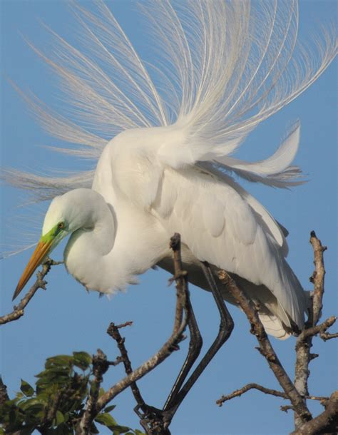 Great Egret with Breeding Plummage - Bob Rehak Photography