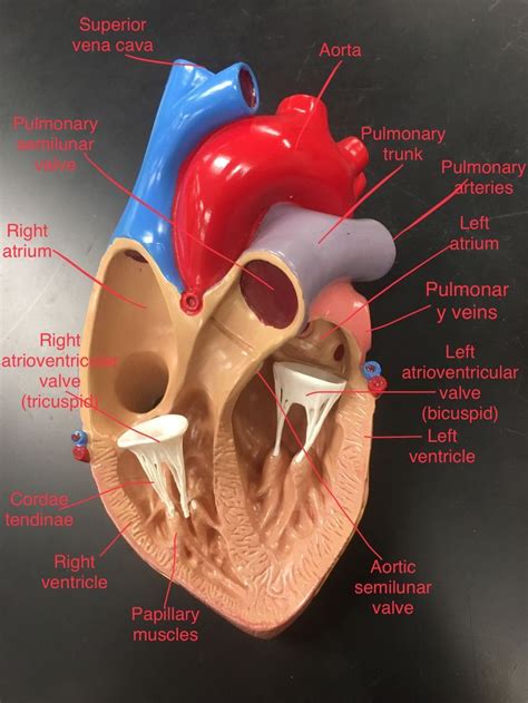 Heart anatomy - labeled | Heart anatomy, Medical school essentials ...