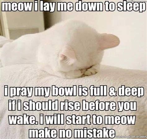 Meow I lay me down to sleep I pray my Bowl is full & deep if I should ...