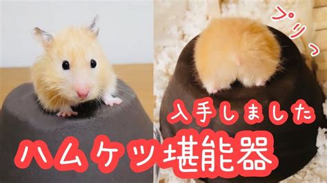 プリプリのハムケツを味わうための動画【ハムケツ堪能器を使いこなすハムスター】 - YouTube