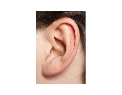 Anatomy of the Outer Ear Quiz