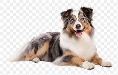 png australian shepherd animal canine premium png rawpixel