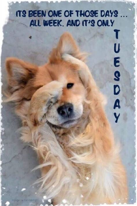 75 Funny Tuesday Memes | Happy Tuesday Quotes With Images – DailyFunnyQuote