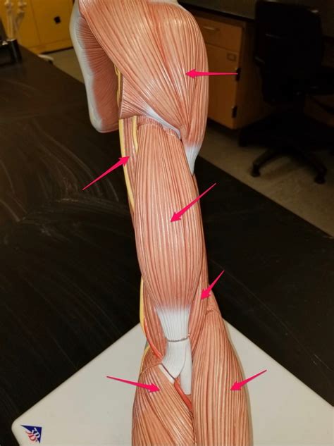 upper limb proximal Diagram | Quizlet