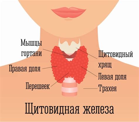 Группа WhatsApp Щитовидная железа