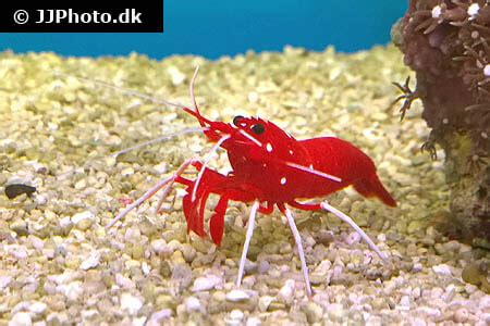 Red Fire Shrimp Care - Size, Life Span, Tank Mates, Breeding