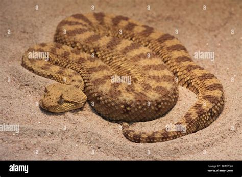 desert horned viper cerastes cerastes fotos und bildmaterial  hoher