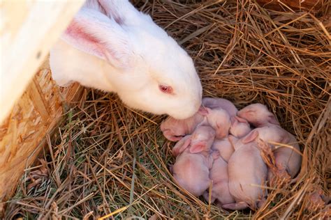 Rabbit Gestation Period: A Complete Guide to Rabbit Pregnancy