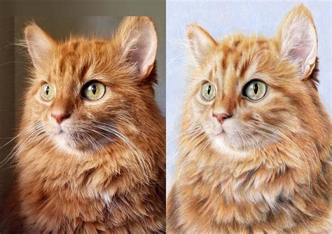 reference photo  drawing  cat portrait