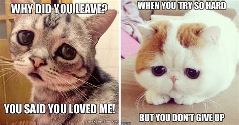 Sad Cat Meme Cute Cat Memes Cute Animal Memes Funny A - vrogue.co