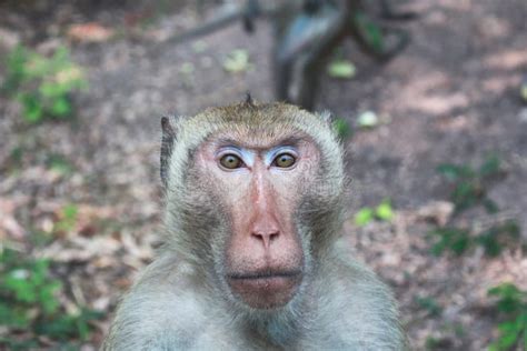 Portait Av En Apa Som Ser Kameran Arkivfoto - Bild av uttryck, däggdjur ...