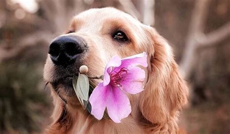 how to say female dog in spanish