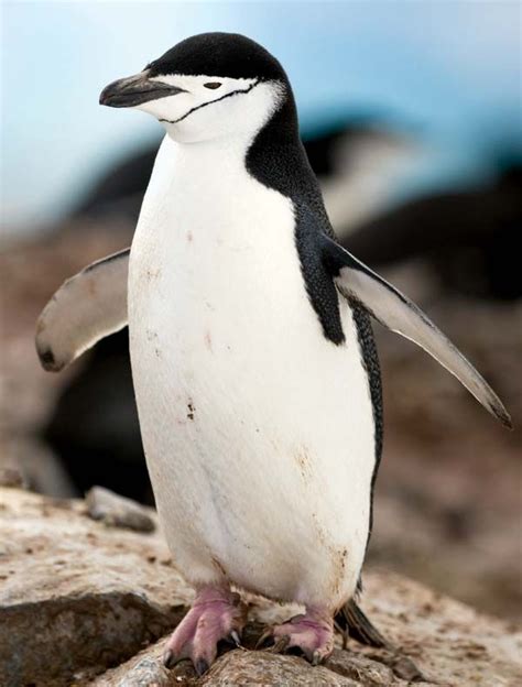 Chinstrap Penguin Facts