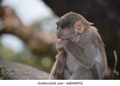 crying monkey stock photo  shutterstock