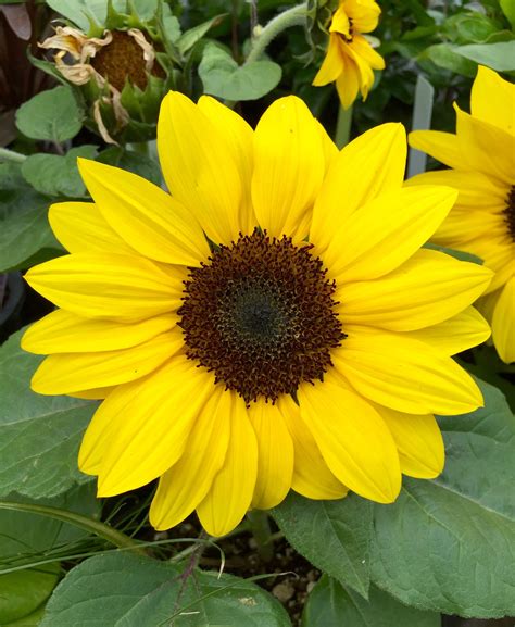are sunflowers poisonous to cats