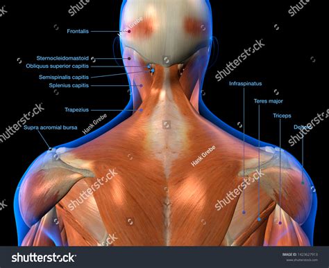 neck  shoulder muscle anatomy