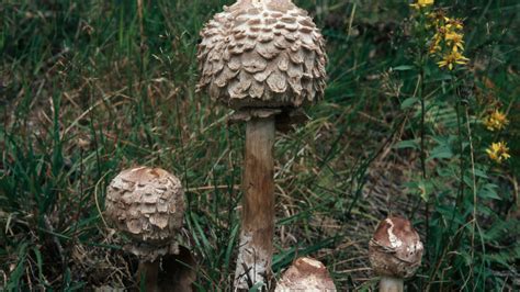 Mushroom Anatomy: A Deep Dive Into The Parts Of A Mushroom, 41% OFF
