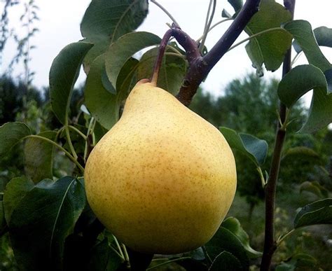Груша Просто Мария: описание сорта, фото, отзывы