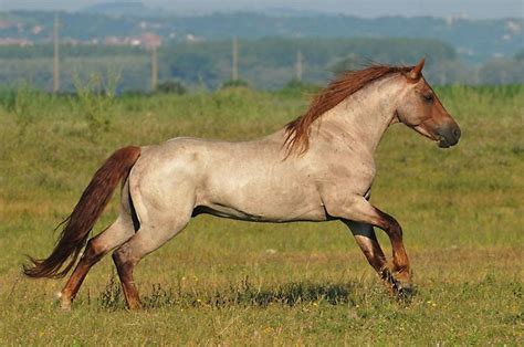 Pin on American Quarter Horse/ Palomino/ Pinto`s | Horses, Horse breeds, Beautiful horses