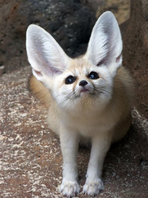 fennec fox lying stock image image  whiskers vulpes