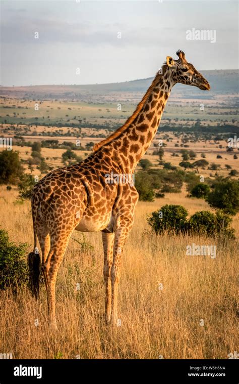 maasai people serengeti national park  res stock photography