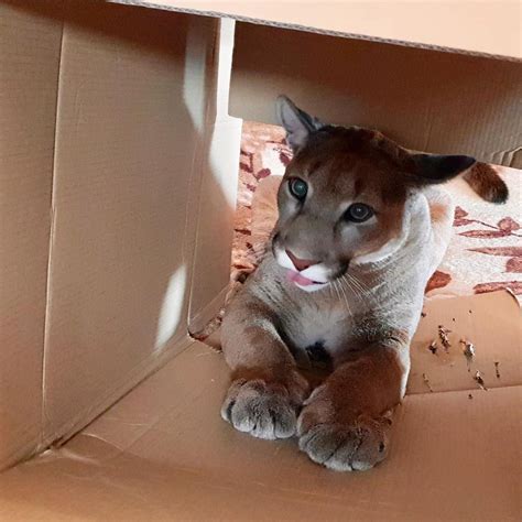 PHOTOS: Rescued Puma Can’t Go Back in the Wild, Enjoys Life Like Any ...