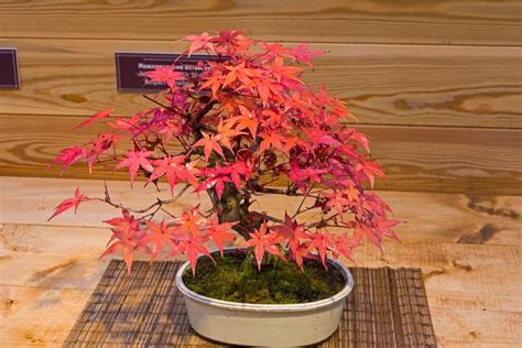 View How To Grow A Bonsai Maple Tree Pics - Hobby plan