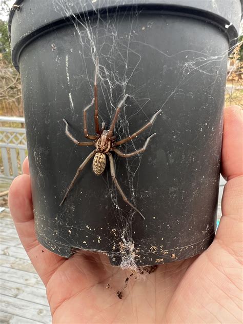 Why Spotting Large Spiders Indiana In The Fall Is A Natural Part Of The Local Ecosystem's Cycle