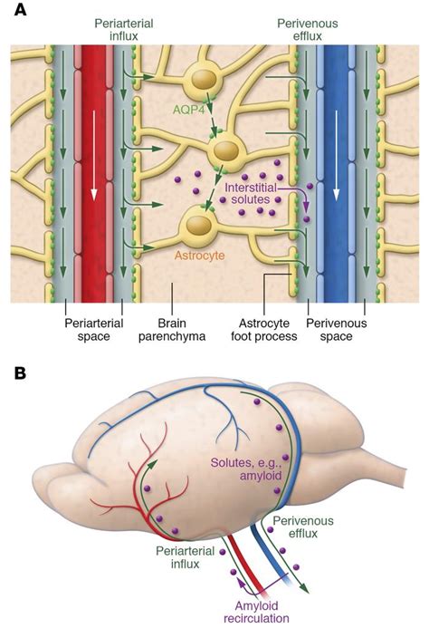 system csf meningeal lymphatics isf brain understanding relationships functions view pathway larger powerpoint click or as download