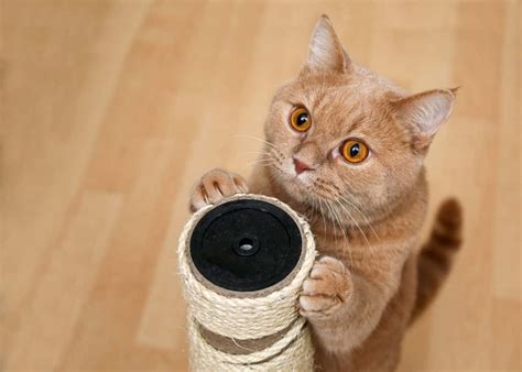 cat scratching post wallpapers wallpaperscom