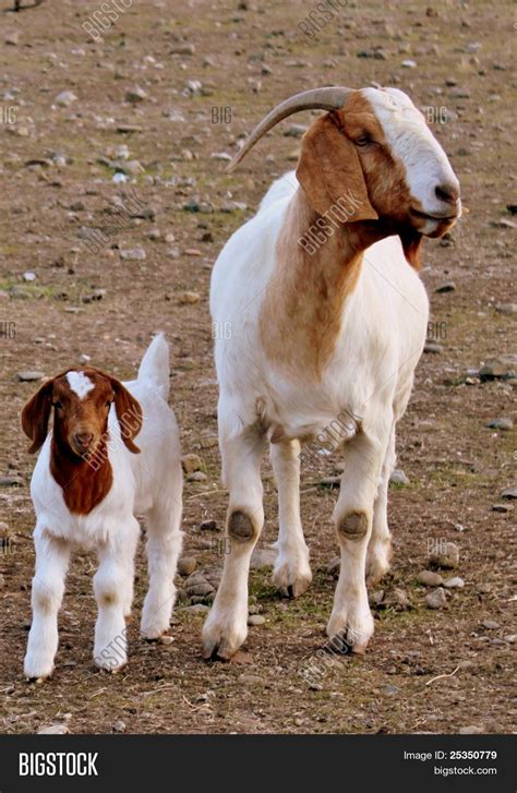 goat kid walking  ankles  brodie puddy blog