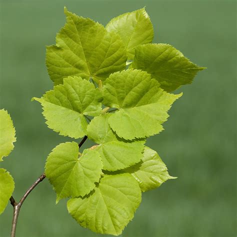 Comprar Tilo de hoja grande (tilia platyphyllos) | Fronda
