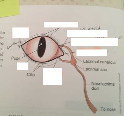 outer eye Diagram | Quizlet