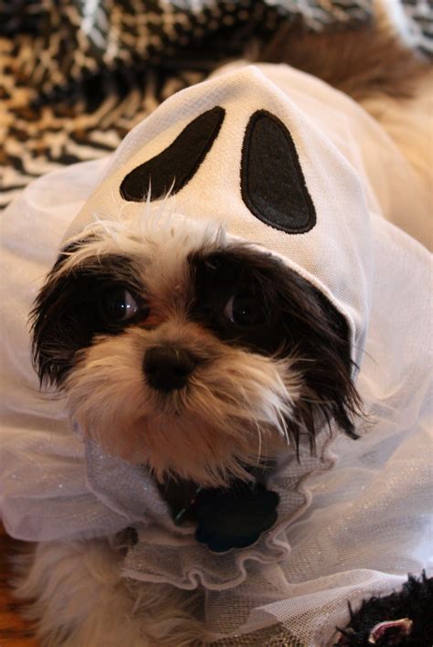 Teddy Bear Costume Shih Tzu at Claudia Sutton blog