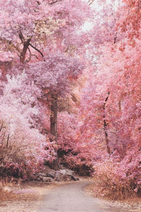 autumn in pink cottagecore cozy aesthetic | Scenery, Landscape ...