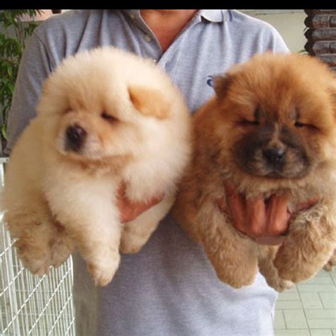 Pomeranian Teacup Cute Chow Chow Puppies - Pets Lovers