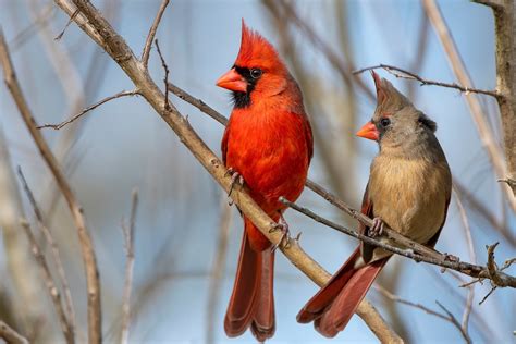 7 Tricks for Attracting Cardinals to Your Yard - Tiny Changes Matter