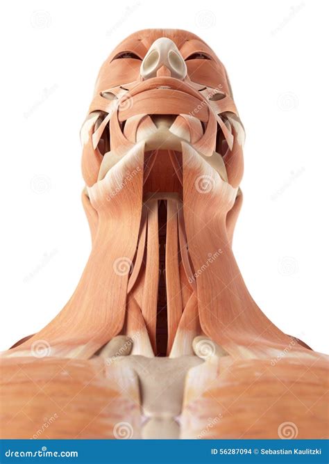 The Neck Muscles Stock Illustration | CartoonDealer.com #39791293