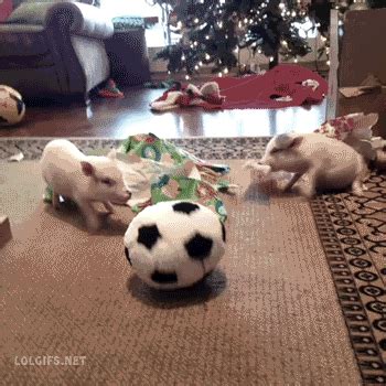 soccer ball christmas gif | WiffleGif