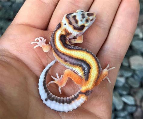 38 Awesome Leopard Gecko Morphs - Reptile District