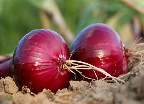 budidaya bawang merah allium ascalonicum
