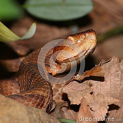 Copperhead Snake (Agkistrodon Contortrix) Royalty-Free Stock Image ...