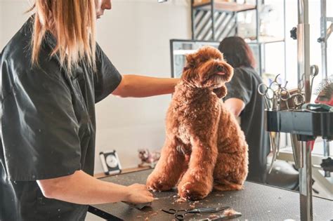 groom  labradoodle  tips tricks dogster