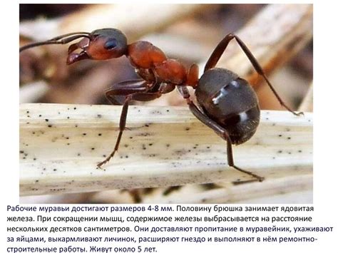 Общественные насекомые. Продолжение - презентация онлайн