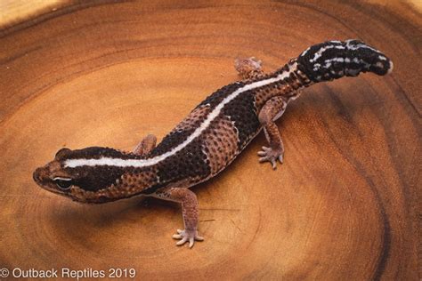 AFrican Fat Tail Gecko-2 | Outback Reptiles