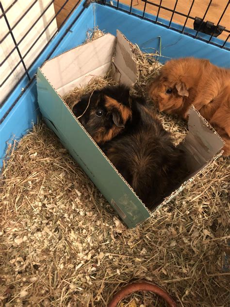 Professional house flippers : r/guineapigs